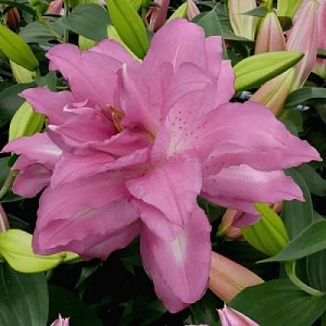 Лилия Лотус Дрим 12/14 1шт (КолЛайн)