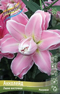 Лилия Акколейд 12/14 1шт (КолЛайн) 2шт/уп