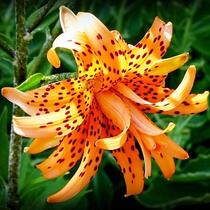 Лилия Флора Плена 12/14 1шт (КолЛайн) 5шт/уп