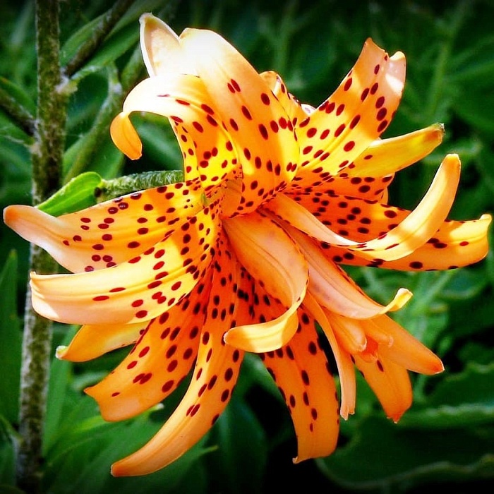 Лилия Флора Плена 12/14 1шт (КолЛайн)