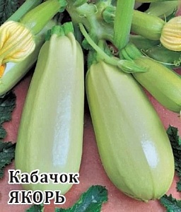 Кабачок Якорь 25г (Гавриш)