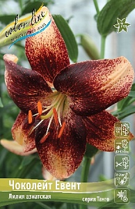Лилия Чоколейт Евент 12/14 1шт (КолЛайн)