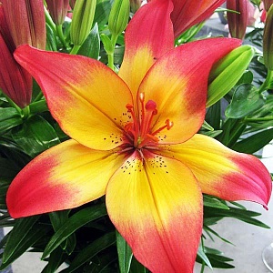 Лилия Хертстрингс 10/12 1шт (КолЛайн) 7шт/уп