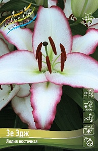 Лилия Зе Эдж 12/14 1шт (КолЛайн) 5шт/уп