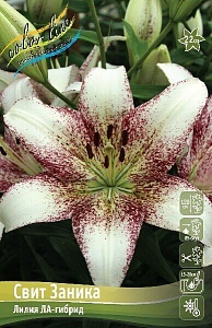 Лилия Свит Заника 12/14 1шт (КолЛайн) 7шт/уп