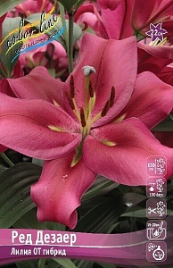 Лилия Ред Дезаер 14/16 1шт (КолЛайн) 5шт/уп