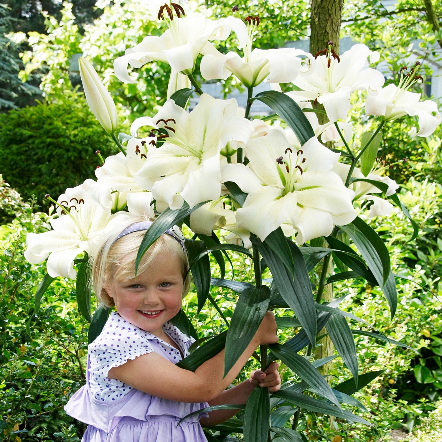 Лилия Притти Вумен 12/14 1шт (КолЛайн) 2шт/уп 