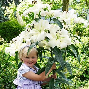 Лилия Притти Вумен 12/14 1шт (КолЛайн) 2шт/уп 